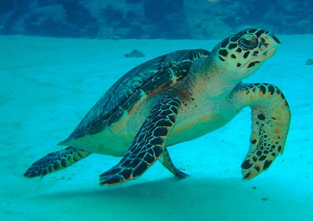 Hà Nội - Cần Thơ - Côn Đảo - Hồ Chí Minh - Khởi Hành Chủ Nhật Hàng Tuần