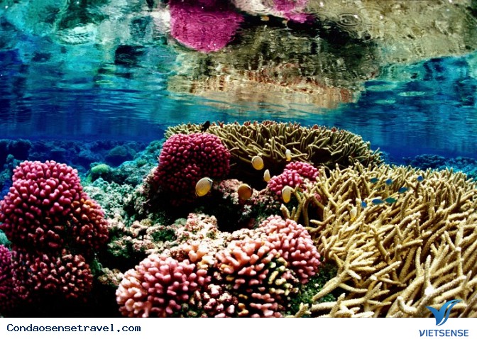 Địa ngục – thiên đường cùng tồn tại song song trên Côn Đảo - Ảnh 4