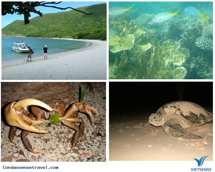 Khám Phá Hòn Bảy Cạnh Hoang Sơ Khi Tới Côn Đảo - Ảnh 4