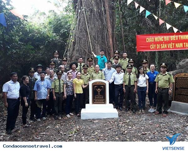 Côn Đảo vinh dự được công nhận thêm 3 cây di sản - Ảnh 3 Côn Đảo vinh dự được công nhận thêm 3 cây di sản - Ảnh 3