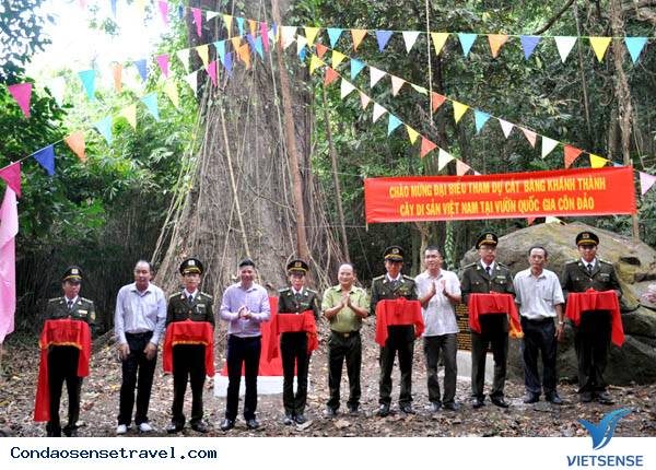 Côn Đảo vinh dự được công nhận thêm 3 cây di sản - Ảnh 2 Côn Đảo vinh dự được công nhận thêm 3 cây di sản - Ảnh 2