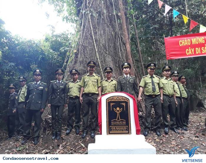 Côn Đảo vinh dự được công nhận thêm 3 cây di sản - Ảnh 1 Côn Đảo vinh dự được công nhận thêm 3 cây di sản - Ảnh 1