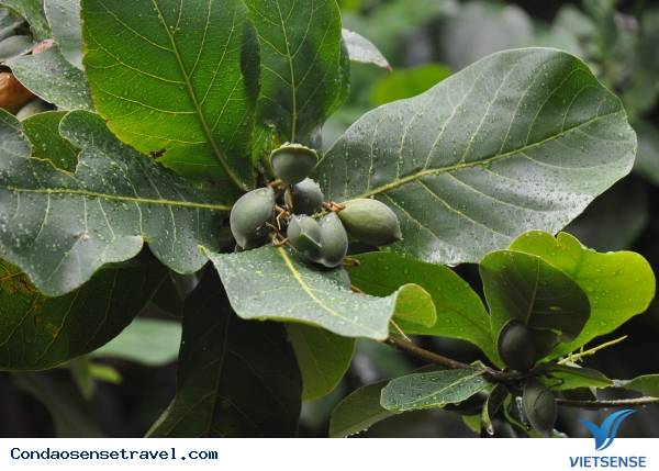 Đến Côn Đảo Thưởng Thức Đặc Sản Hạt Bàng - Ảnh 1 Đến Côn Đảo Thưởng Thức Đặc Sản Hạt Bàng - Ảnh 1