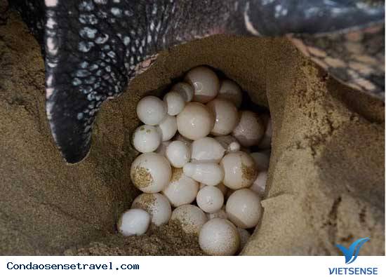 Nên Tới Côn Đảo Vào Thời Điểm Nào? - Ảnh 1