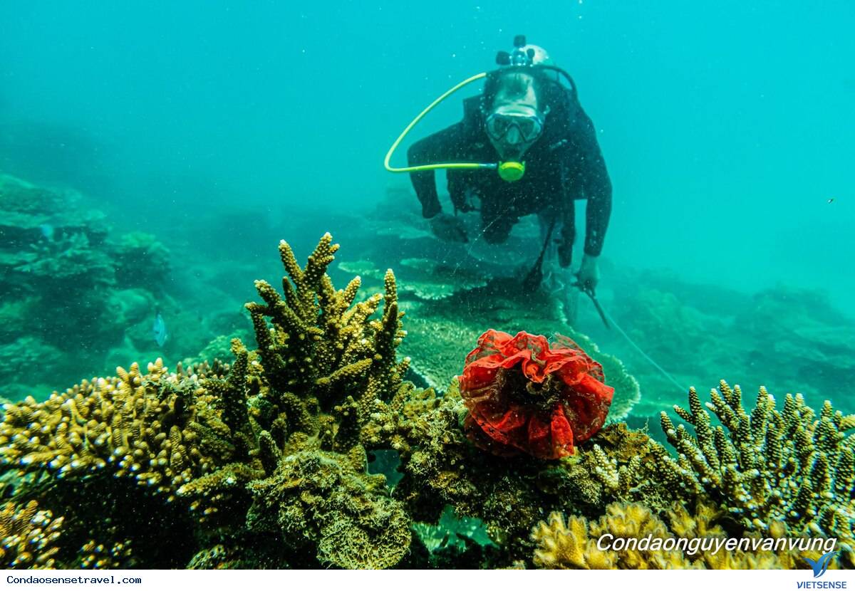 Đi thuyền và lặn biển trên các hòn đảo khác của Côn Đảo.