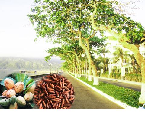 Những Trải Nghiệm Thú Vị khi đến Côn Đảo - Ảnh 4