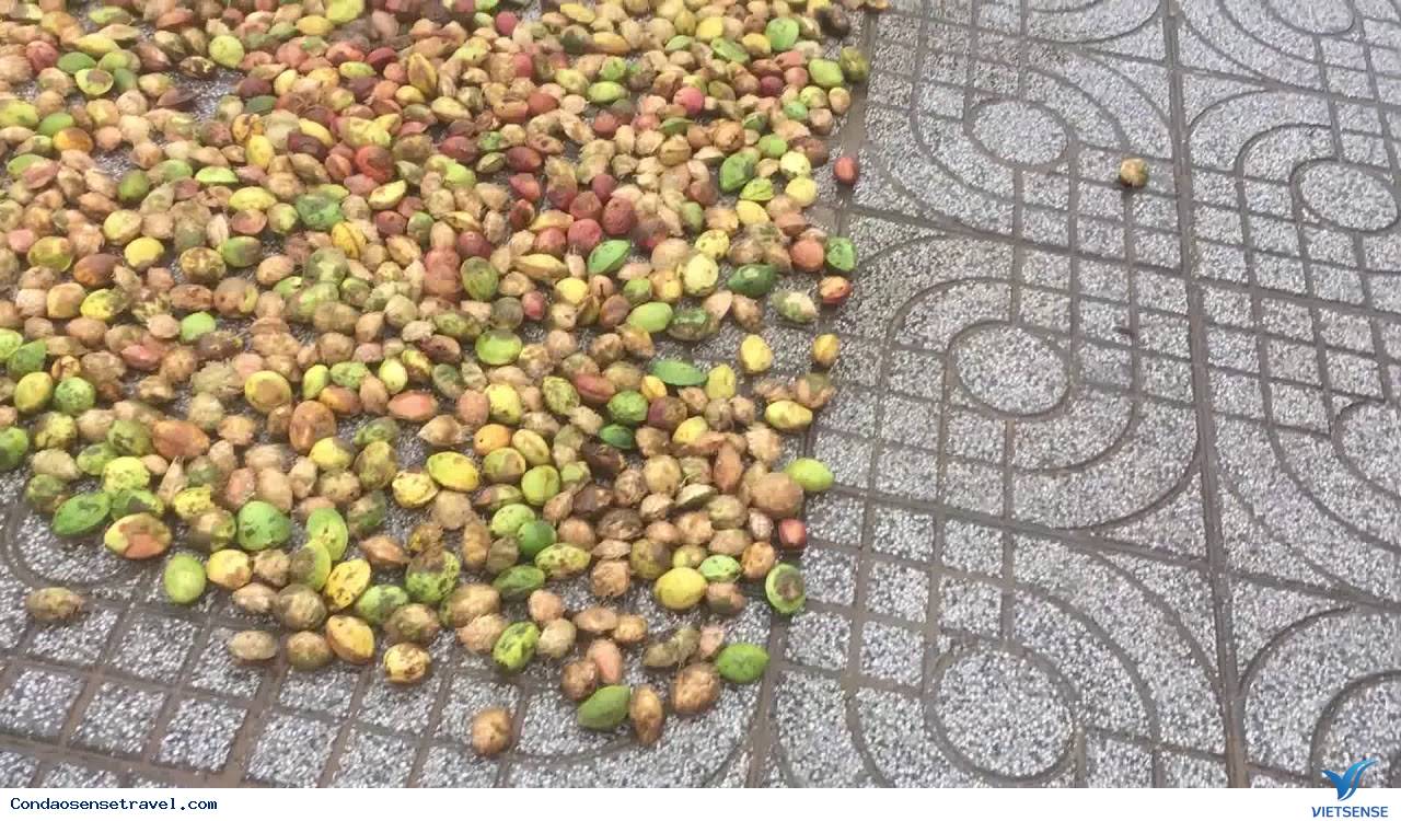 Thứ 3, Cách lấy hạt bàng ra khỏi quả bàng