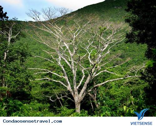 Những Điểm Tham Quan Hấp Dẫn Tại Côn Đảo - Ảnh 7