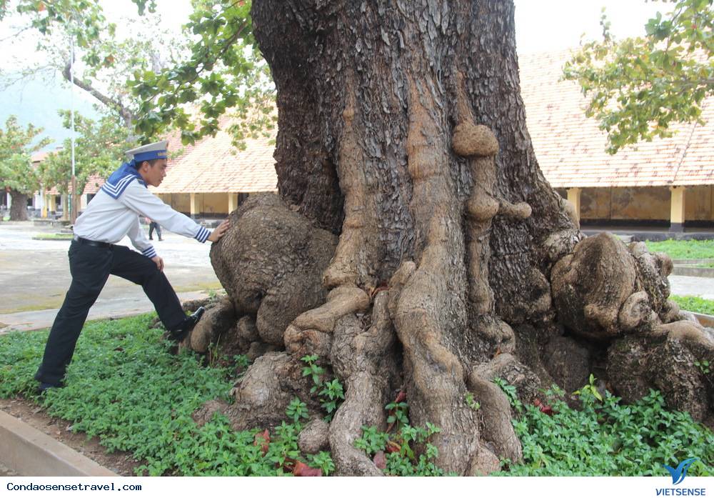 Những gốc bàng cổ thụ cứu người tù Côn Đảo - Ảnh 3 Những gốc bàng cổ thụ cứu người tù Côn Đảo - Ảnh 3