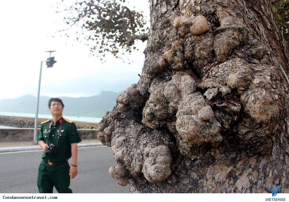 Những gốc bàng cổ thụ cứu người tù Côn Đảo - Ảnh 5 Những gốc bàng cổ thụ cứu người tù Côn Đảo - Ảnh 5