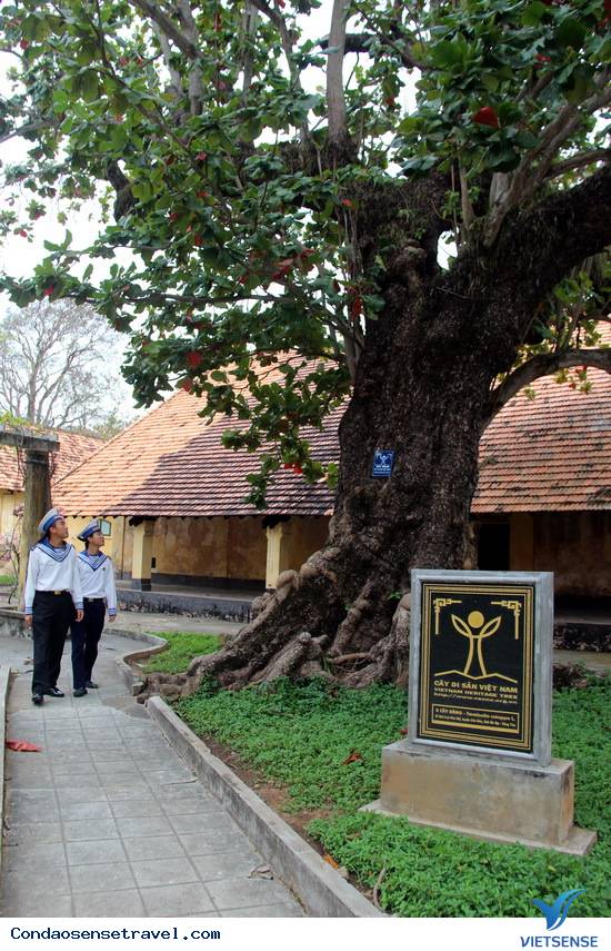 Những gốc bàng cổ thụ cứu người tù Côn Đảo - Ảnh 2 Những gốc bàng cổ thụ cứu người tù Côn Đảo - Ảnh 2