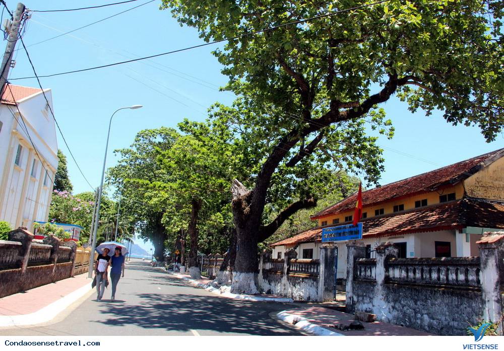 Những gốc bàng cổ thụ cứu người tù Côn Đảo - Ảnh 9 Những gốc bàng cổ thụ cứu người tù Côn Đảo - Ảnh 9