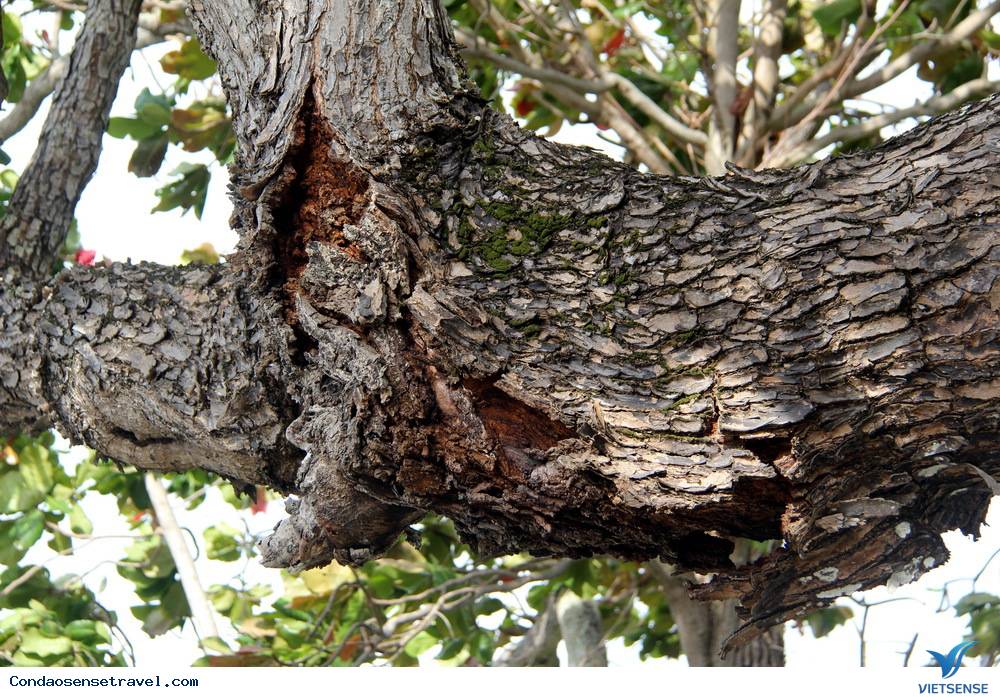 Những gốc bàng cổ thụ cứu người tù Côn Đảo - Ảnh 7 Những gốc bàng cổ thụ cứu người tù Côn Đảo - Ảnh 7