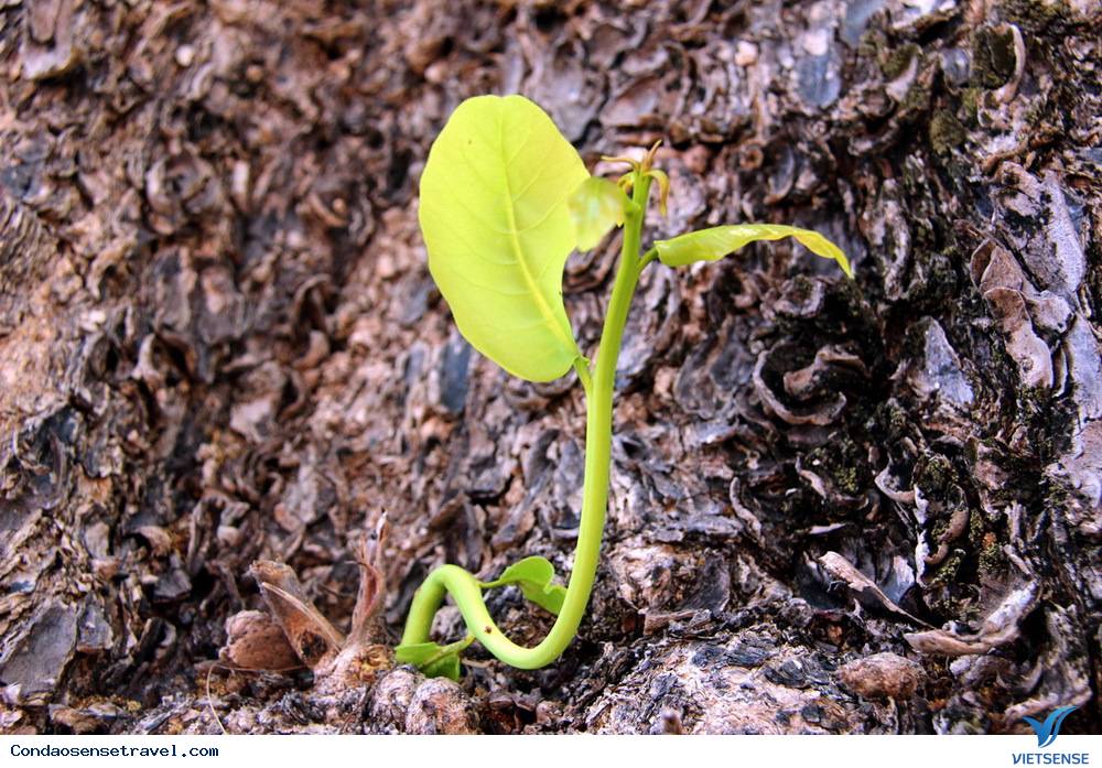 Những gốc bàng cổ thụ cứu người tù Côn Đảo - Ảnh 8 Những gốc bàng cổ thụ cứu người tù Côn Đảo - Ảnh 8