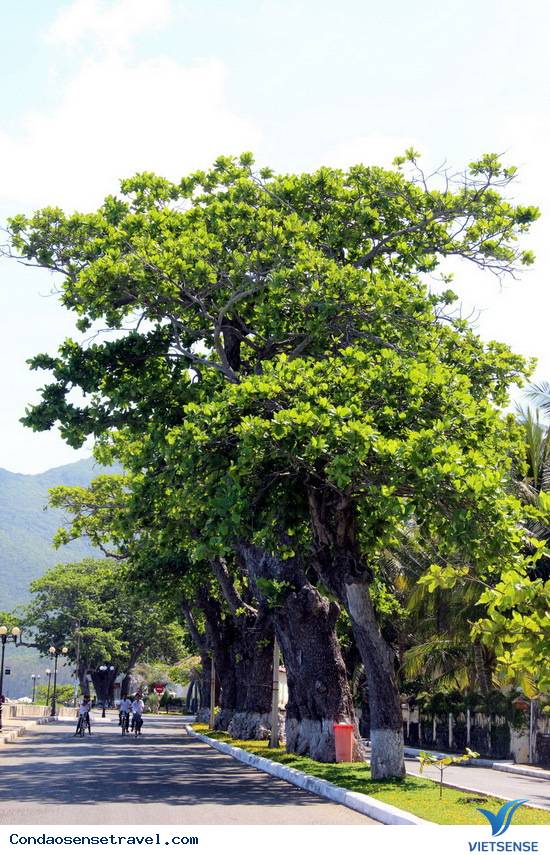 Những gốc bàng cổ thụ cứu người tù Côn Đảo - Ảnh 1 Những gốc bàng cổ thụ cứu người tù Côn Đảo - Ảnh 1
