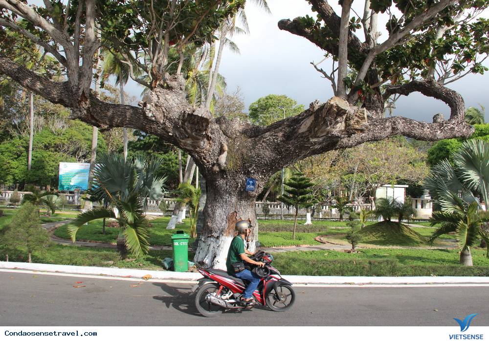 Những gốc bàng cổ thụ cứu người tù Côn Đảo - Ảnh 6 Những gốc bàng cổ thụ cứu người tù Côn Đảo - Ảnh 6