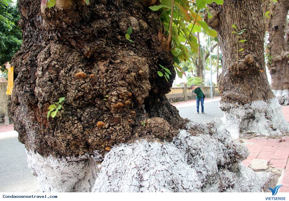 Những gốc bàng cổ thụ cứu người tù Côn Đảo - Ảnh 4 Những gốc bàng cổ thụ cứu người tù Côn Đảo - Ảnh 4
