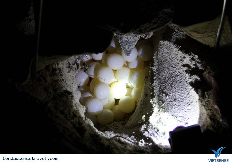 Xem rùa biển đẻ trứng ở hòn Bảy Cạnh Xem rùa biển đẻ trứng ở hòn Bảy Cạnh