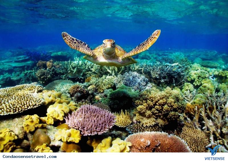 Lặn biển ngắm san hô Lặn biển ngắm san hô