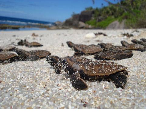Những Trải Nhiệm Tuyệt Vời khi đến Côn Đảo - Ảnh 4 Những Trải Nhiệm Tuyệt Vời khi đến Côn Đảo - Ảnh 4