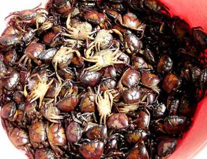 Ra Côn Đảo Thưởng Thức Cua Vang - Ảnh 1 Ra Côn Đảo Thưởng Thức Cua Vang - Ảnh 1