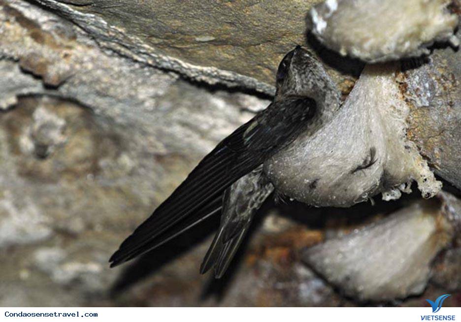 Tại sao phải mở hầu bao mua yến Côn Đảo ngay lập tức? - Ảnh 1 Tại sao phải mở hầu bao mua yến Côn Đảo ngay lập tức? - Ảnh 1