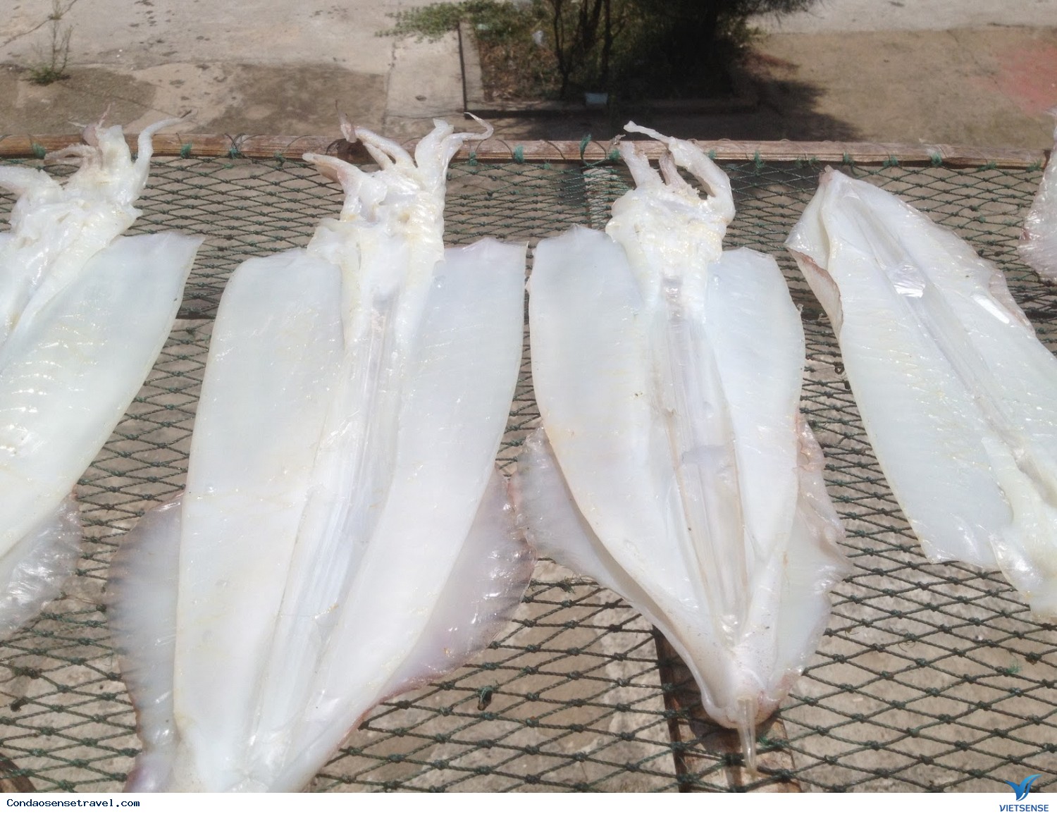 Mực 1 nắng Côn Đảo Mực 1 nắng Côn Đảo