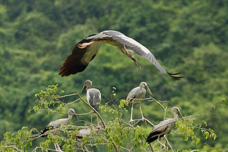 Vấn Đề Bảo Tồn Đa Dạng Sinh Học Tại Côn Đảo - Ảnh 3