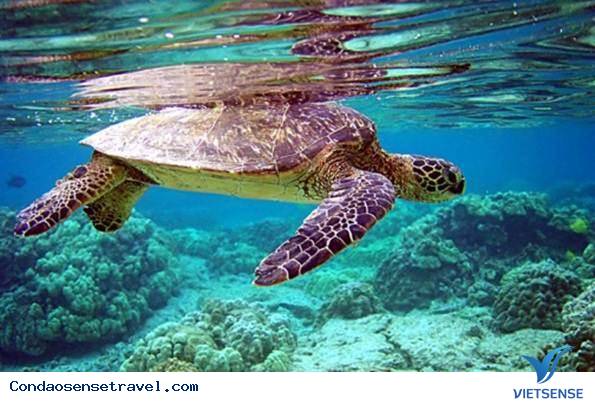 Vấn Đề Bảo Tồn Đa Dạng Sinh Học Tại Côn Đảo - Ảnh 2