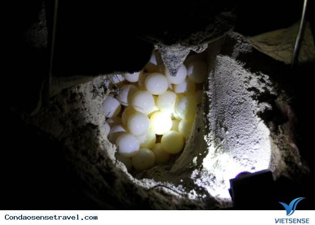 Xem rùa đẻ trứng vào ban đêm - Ảnh 1 Xem rùa đẻ trứng vào ban đêm - Ảnh 1