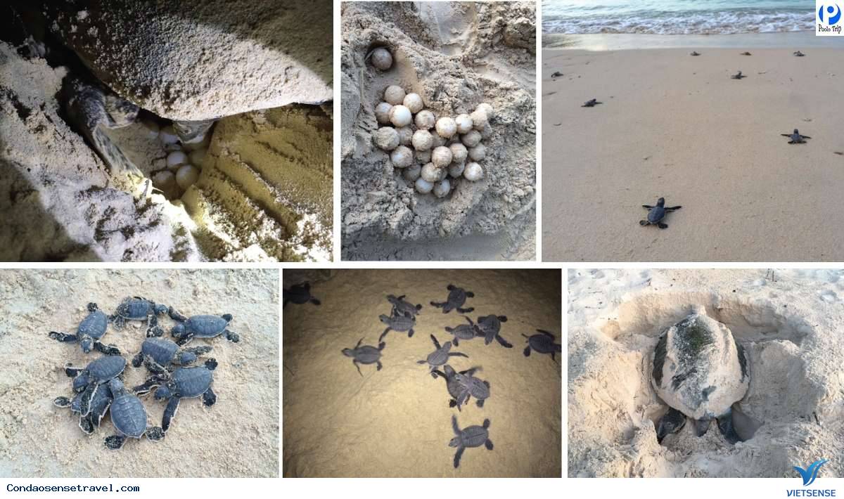 Xem rùa đẻ trứng vào ban đêm - Ảnh 2 Xem rùa đẻ trứng vào ban đêm - Ảnh 2